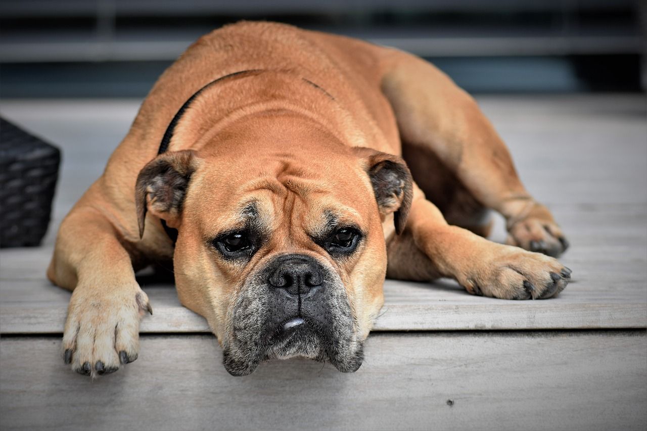 Without proper methods to mitigate video conferencing burnout, your team might feel like this dog.