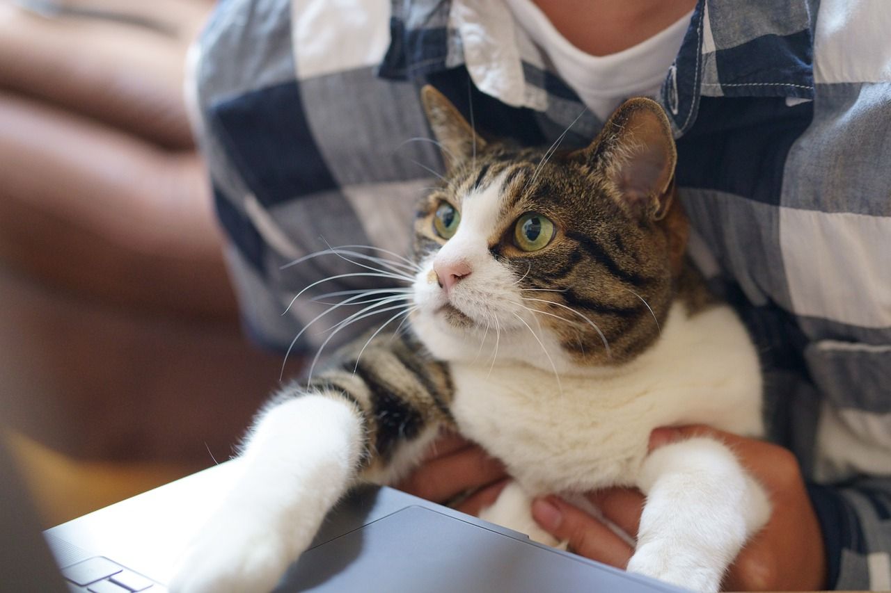 Remote workers (and their pets) can still collaborate. Here's how to set up a virtual office for teamwork.